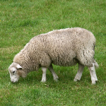 Эта порода овцы затерялась в 90-х годах, что зря, ведь у неё много плюсов по сравнению с другими...