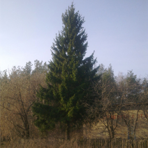 Выбрана главная городская елка (фото)