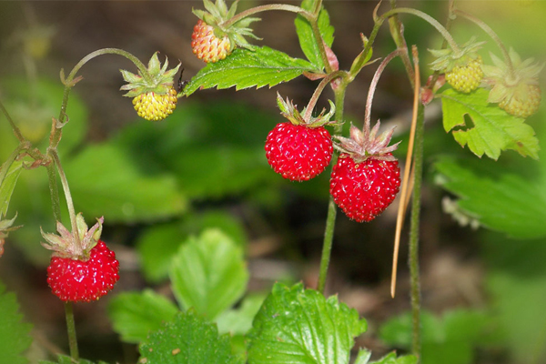 Народные приметы от INNOV: 27 июня