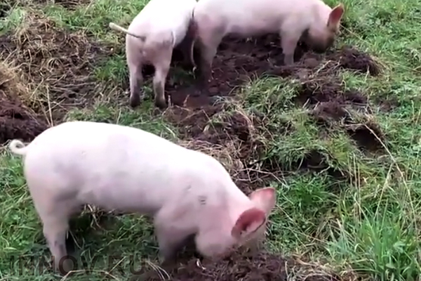 В Белгородской области обнаружили вспышку АЧС