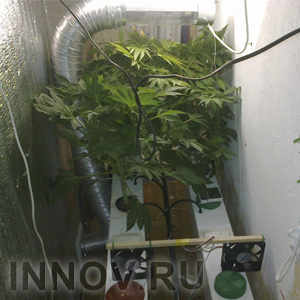 Конопля в Нижегородской области не увядает!