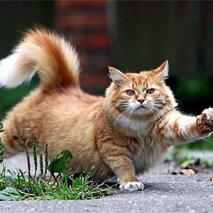 Событие дня: День гимнастики в России