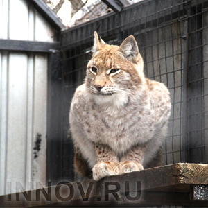 Нижегородских животных угостят блинами