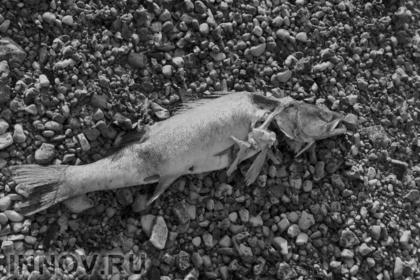 Учёные обнаружили останки огромной древней акулы 