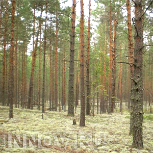 Более 8 млрд рублей планируется направить на развитие лесного хозяйства региона до 2020 года 