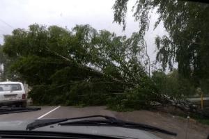 В Кемеровской области штормовой ветер повалил деревья и снес крыши