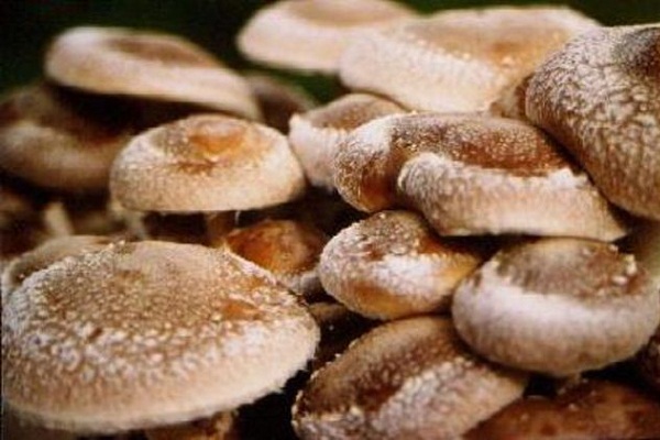 Вирус папилломы человека помогут лечить японские грибы