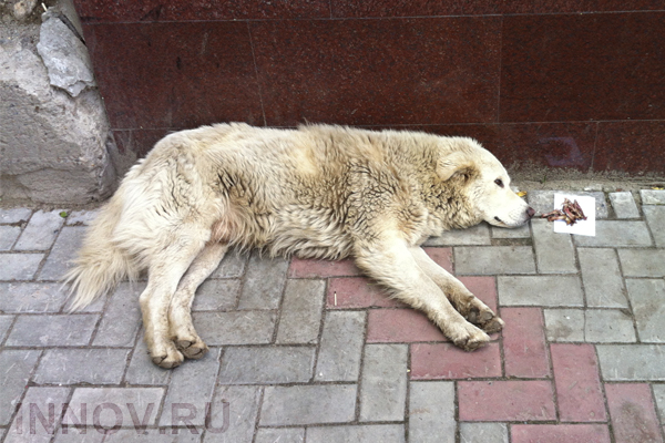 Владелец питомника с трупами животных в Нижнем Новгороде наказан на полмиллиона рублей