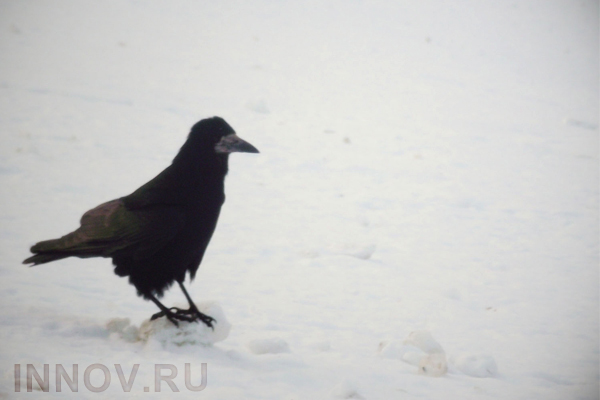 Вороны в очередной раз доказали, что обладают недюжинным интеллектом