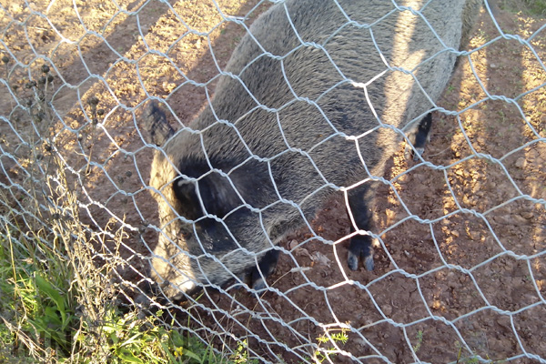 В Нижегородской области численность кабанов сократят на треть
