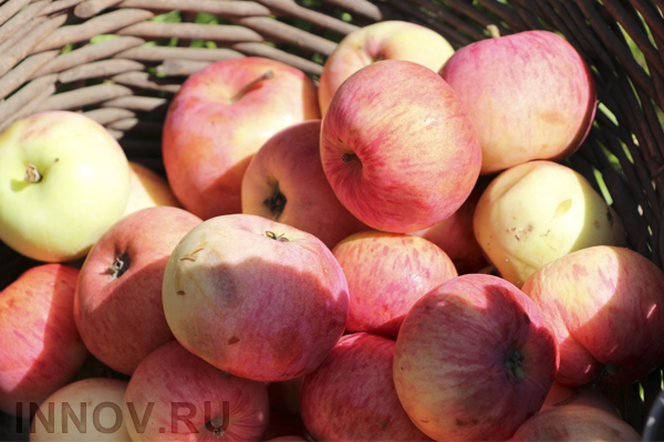 Нижегородцы продолжают есть польские яблоки