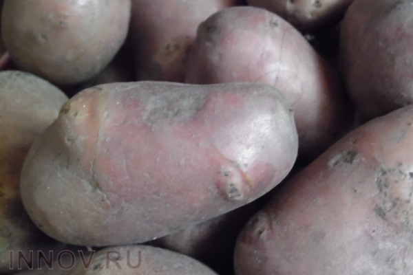 Учёные считают, что картошка и рыба – это смертельно опасные продукты