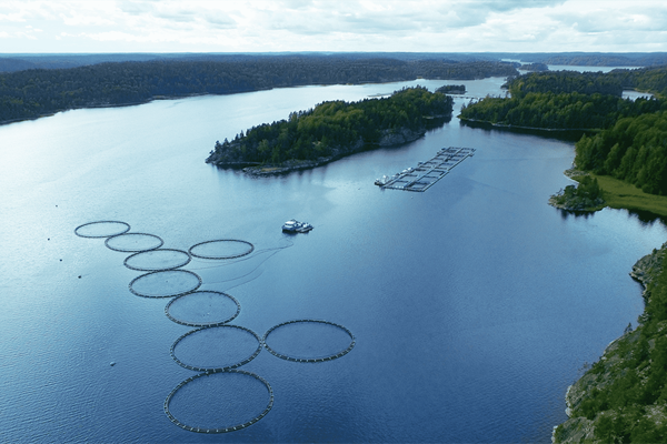 Рыбная аквакультура: что это такое, преимущества и перспективы