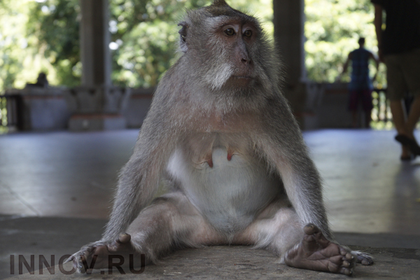 Китайские учёные исследуют аутизм с помощью трансгенных обезьян