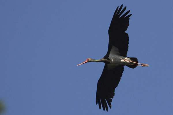 Black Stork settled down in Nizhny Novgorod region, Russia