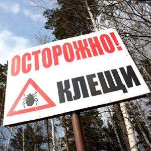 Угроза укуса клещей возросла почти в 5 раз!