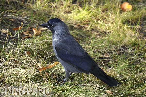 Биологи установили, что вороны способны считать