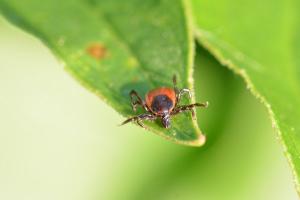 Клещевой энцефалит: Невидимая угроза и как ей противостоять