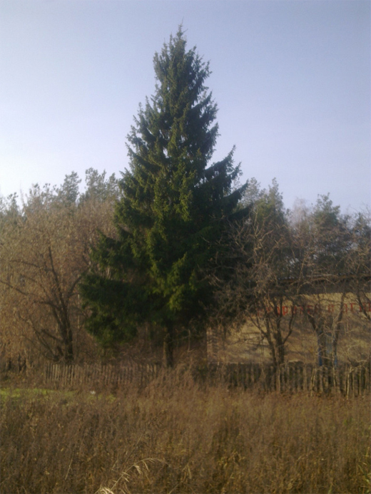 Выбрана главная городская елка (фото)