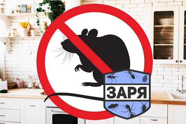 Дератизация: кому и зачем она нужна