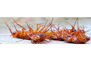 Почему обязательно нужно травить тараканов? Вред и опасность, советы по уничтожению