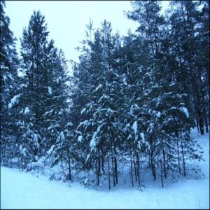 Что с Нижегородскими лесами? 