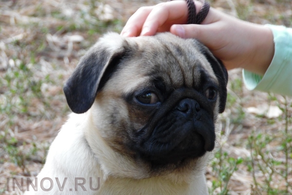 Учёным удалось выяснить, когда млекопитающие «обзавелись» мошонкой