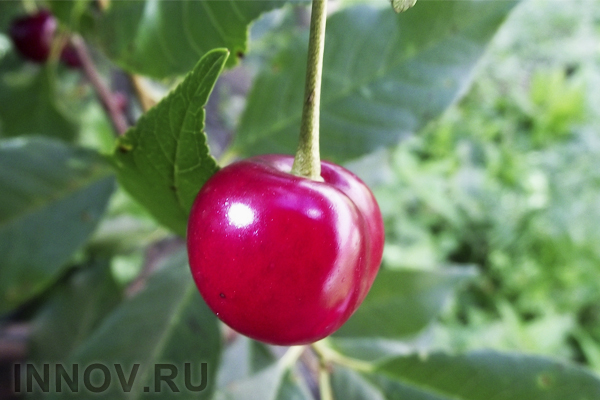 Вишня не только вкусная ягода, она ещё и спасение от многих болезней
