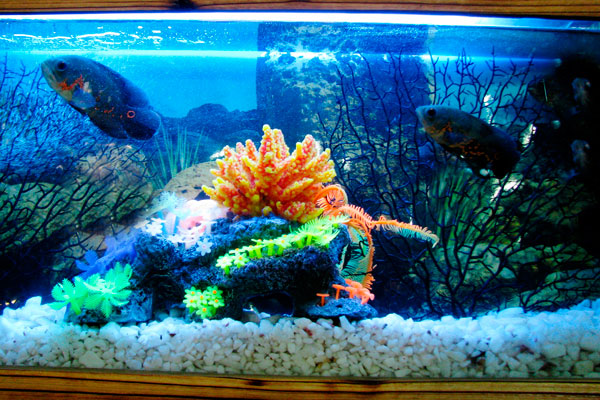 Псевдоморской аквариум