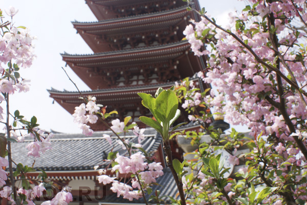 В Японии готовят новую законодательную базу для криптовалют