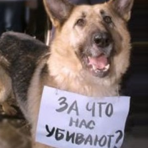 Прокуратура интересуется массовым истреблением беспризорных собак в Нижнем Новгороде