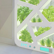 Plant Window: огород в окне Plant Window: огород в окне