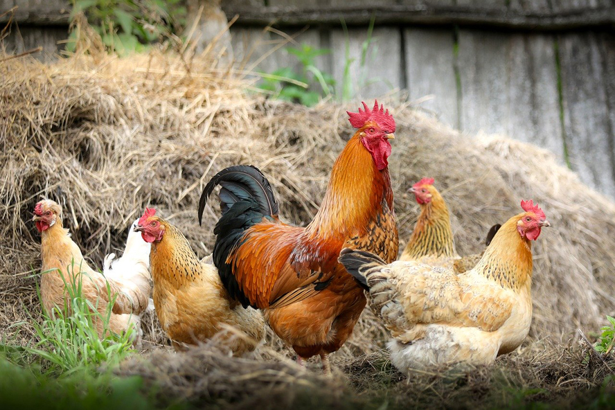 cock