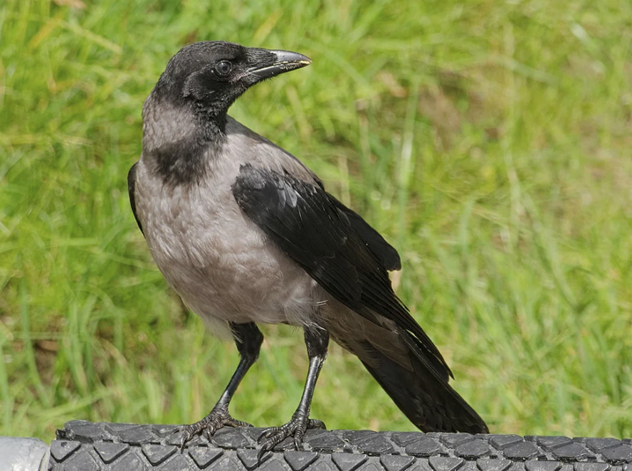Серая ворона Corvus cornix.