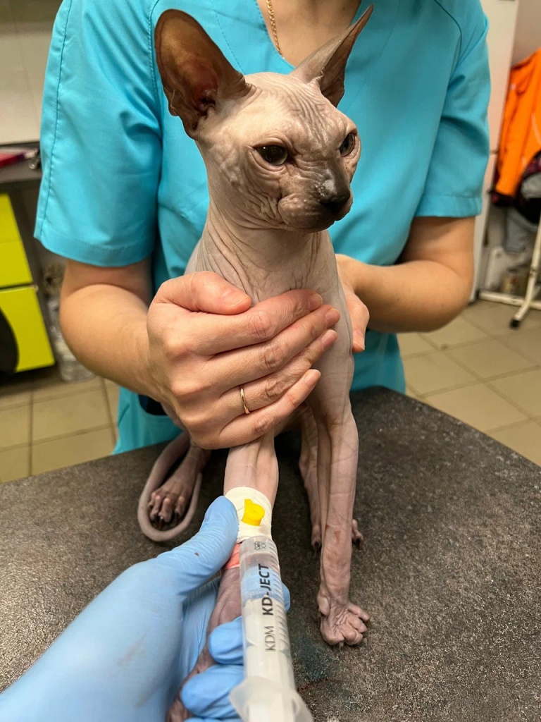 клещ у кошки