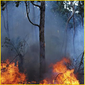 
В некоторых лесах Нижегородской области сохраняется 4 класс пожароопасности
