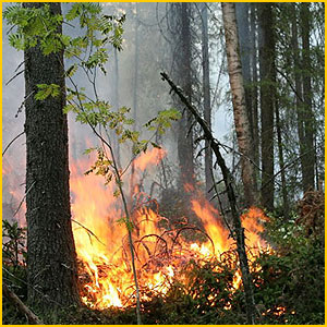 
В Нижегородской области установлен пятый класс пожароопасности лесов
