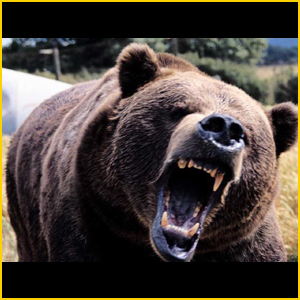 
Медведи нападают на нижегородцев
