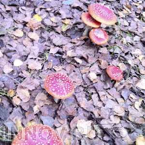 Нижегородка умерла от отравления пластинчатыми грибами