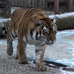 Нижегородские школьники посетят зоопарк на льготных условиях