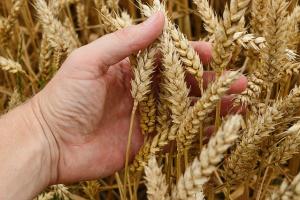 Россия не может обеспечить эффективный контроль за качеством зерна
