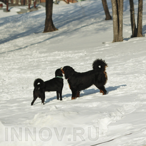 Эпидемиологическая обстановка в Нижегородской области
