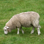 Породу овец «Нижегородская» восстановят специалисты НГСХА