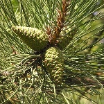 5 тысяч сосен посадили в Нижнем Новгороде