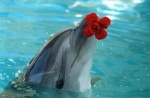 Благотворительное представление в дельфинарии для детей  пройдёт в Cормовском районе Нижнего Новгорода