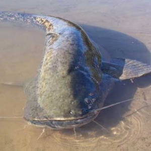Сом весом 100 кг и длиной 2 м попался на крючок нижегородцу (видео)