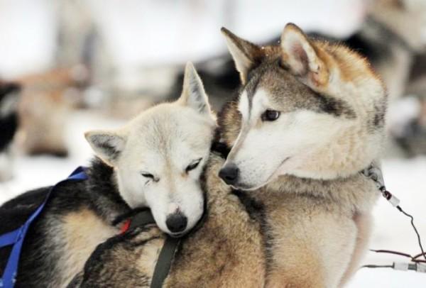 Катание на упряжке хаски