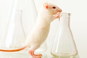 Опыты на мышах могут дать необъективную информацию