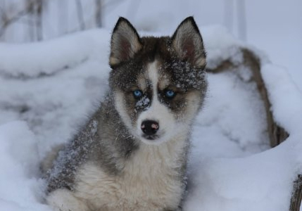 Лесное княжество