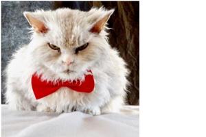 Кот со злобной внешностью стал самым популярным котом в соцсетях 